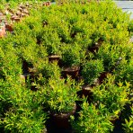 Vtáčí zob obyčajný (Ligustrum Vulgare) ´LODENSE´ - výška 20-30 cm, kont. C2L
